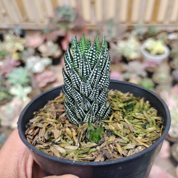 226. Haworthia Reinwardtii Kaffirdriftensis