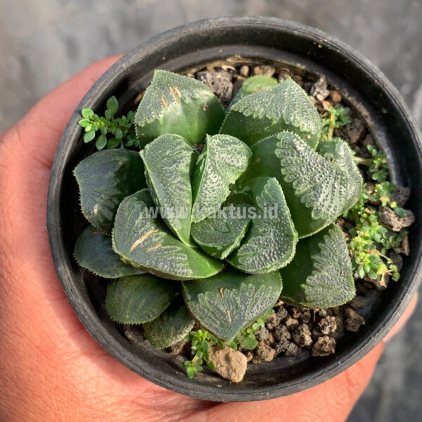 250. Haworthia Truncata Maughanii