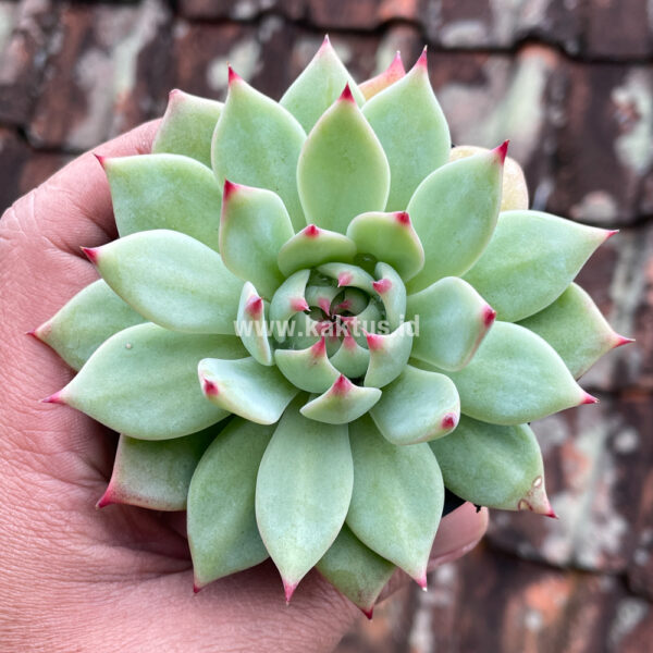 292. Echeveria Shimoyama Colorata / Echeveria Chihuahua