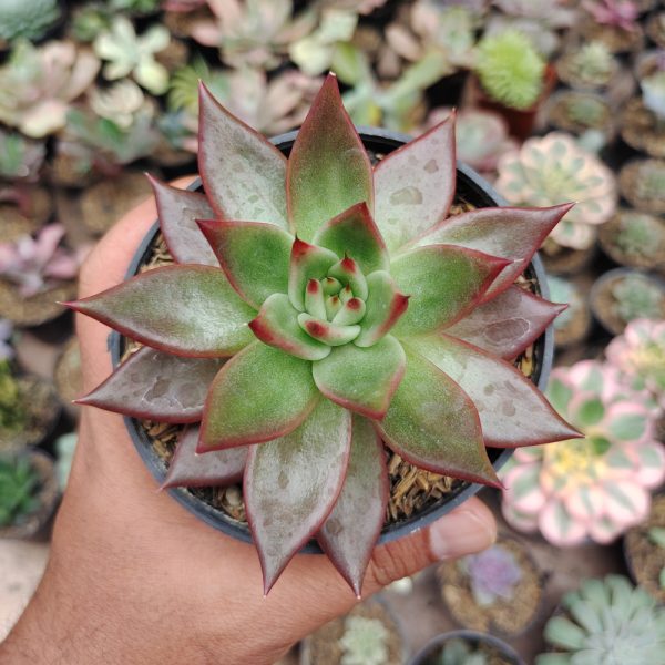 503. Echeveria Agavoides Margaret Martin