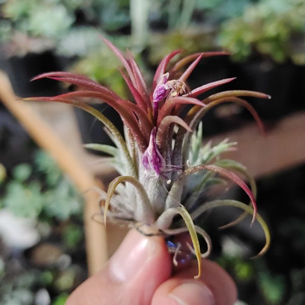 507. Tillandsia Red Ionantha Fuego ( Airplant )