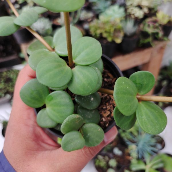 509. Peperomia Hope