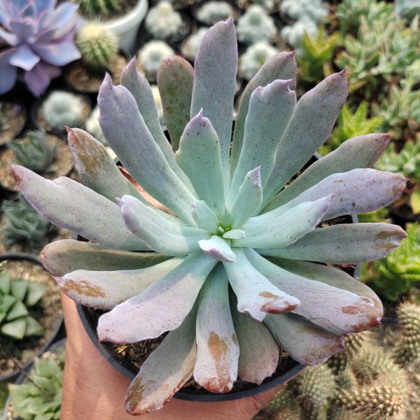 513. Echeveria Bird Claw