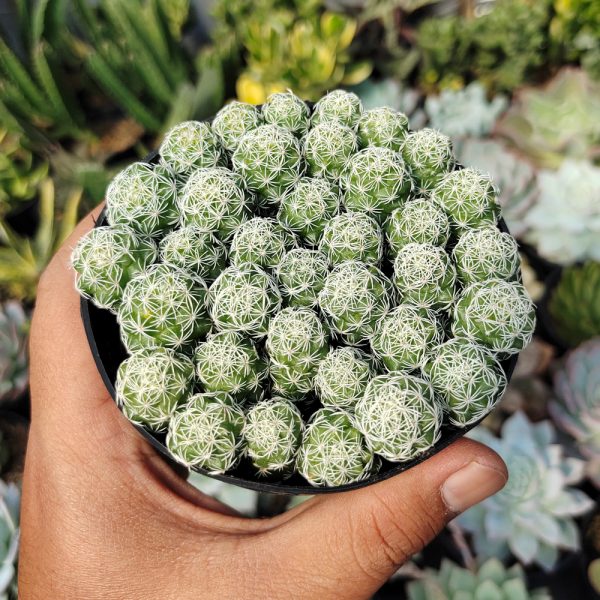 519. Mammillaria Gracilis Cluster