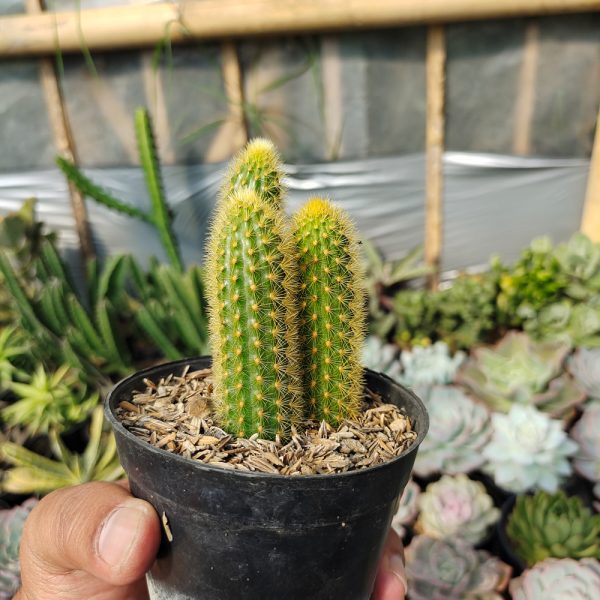 520. Cleistocactus Winteri ( Appendix II – Special Permit Needed* )