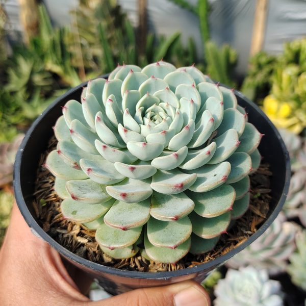 521. Echeveria Blue Minima Size 11 Cm