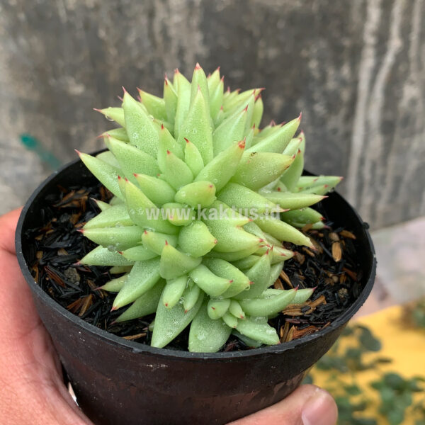 523. Echeveria Agavoides Aqua Marine Cristata