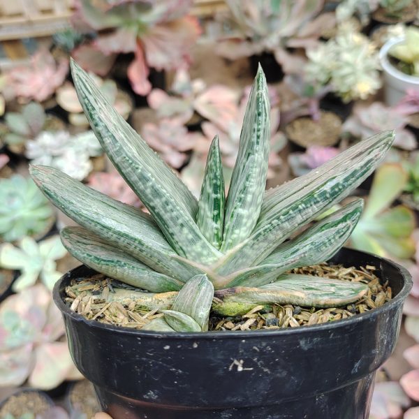 526. Gasteria Sakura Fuji White Variegated