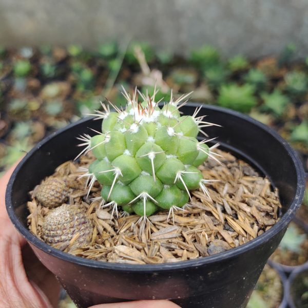 527. Mammillaria Winterae