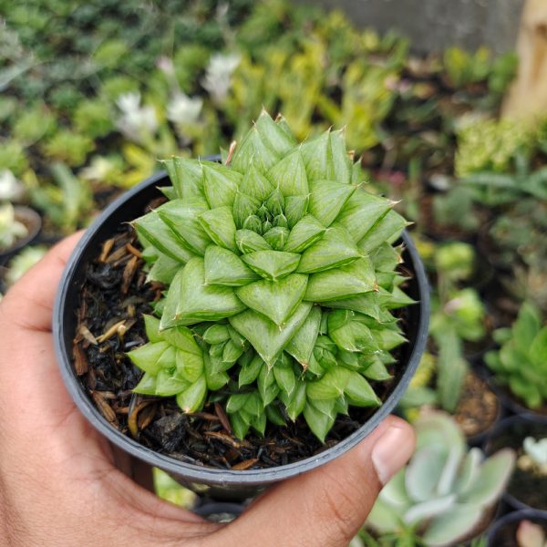 529. Haworthia Pygmaea