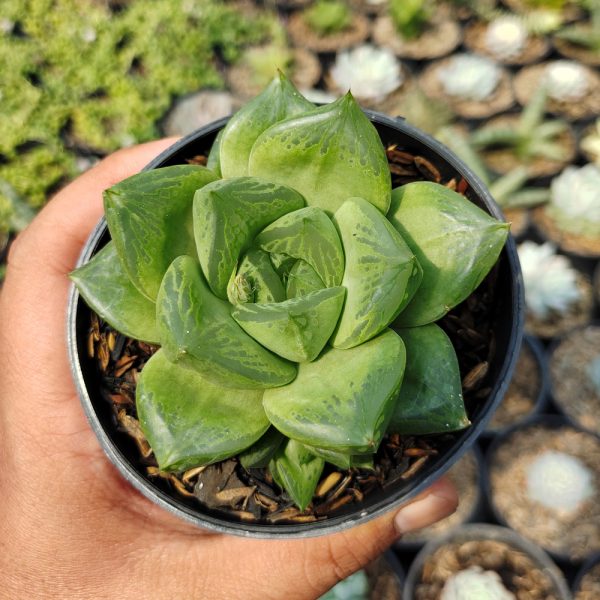 530. Haworthia Retusa Giant