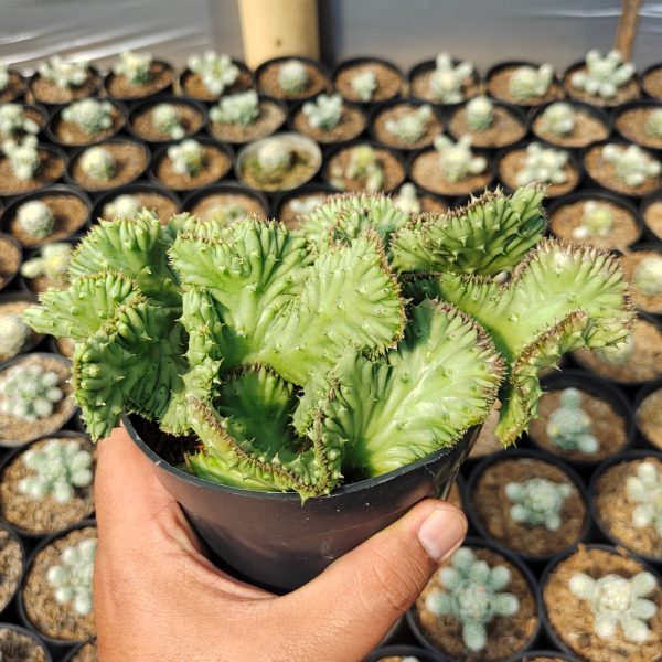 531. Huernia Penzigii Cristata