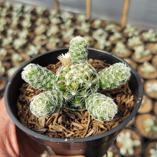 532. Mammilaria Gracilis