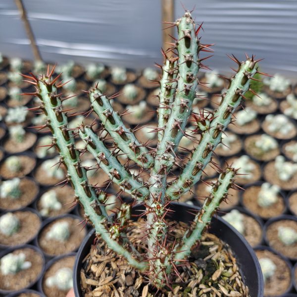 533. Euphorbia Aeruginosa ( Appendix II – Special Permit Needed* )