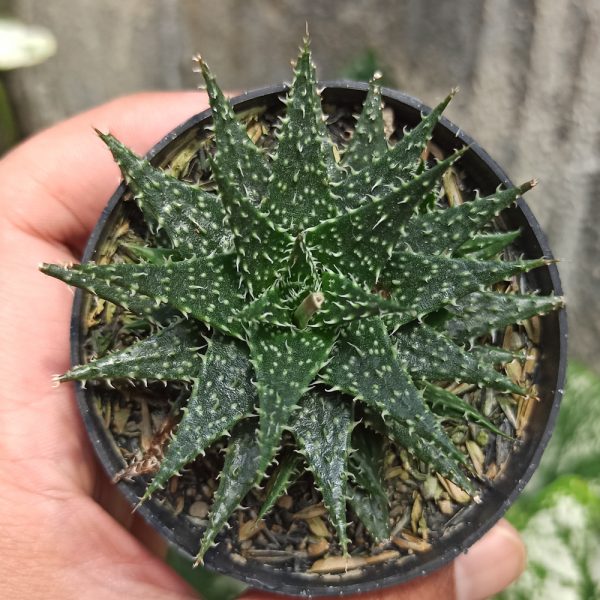 534. Aloe Minnie Belle