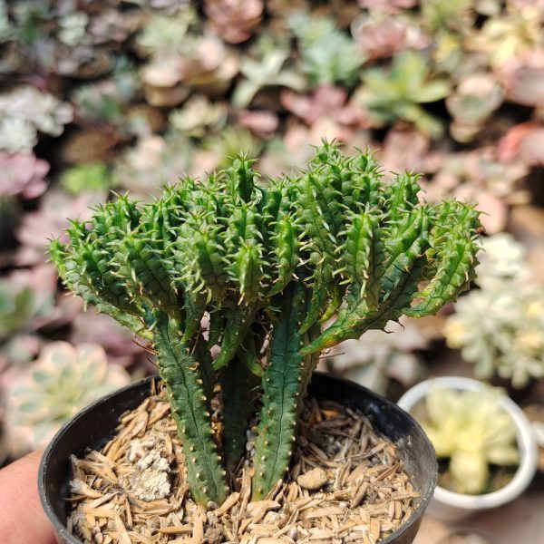 535. Euphorbia Mammilaris ( Appendix II – Special Permit Needed* )