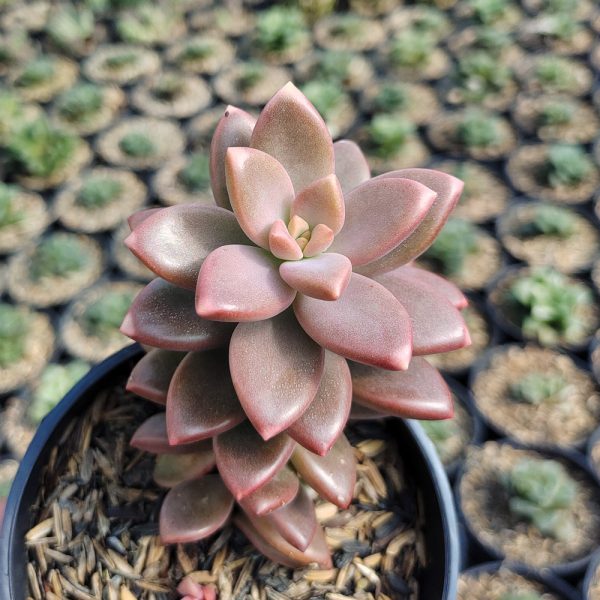 536. Graptopetalum Paraguayense