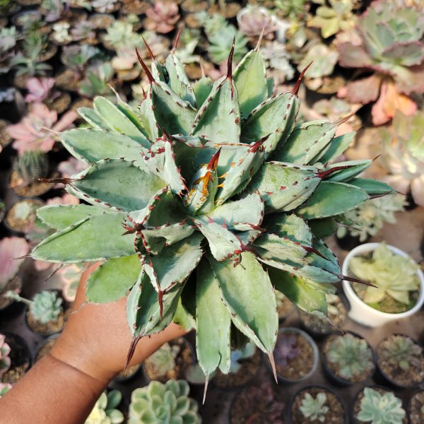 537. Agave Potatorum CV. Cubic Size 18 Cm