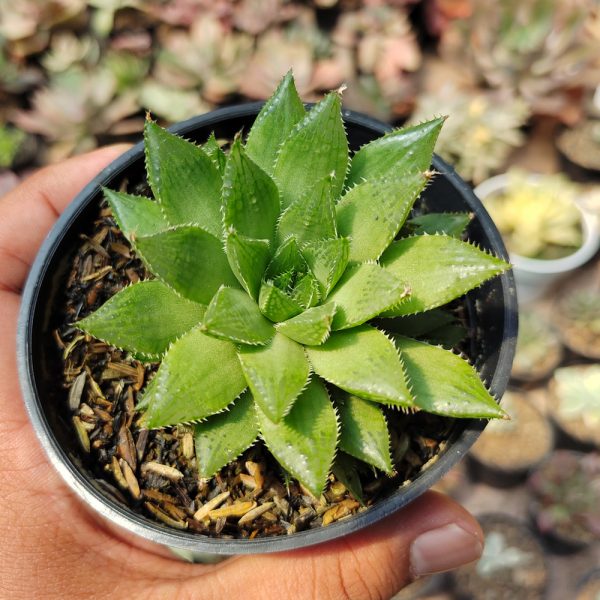 538. Haworthia Mirabilis