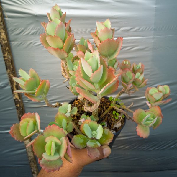 540. Kalanchoe Laxiflora