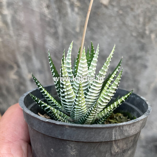 541. Haworthia Attenuata Zebra White Variegated