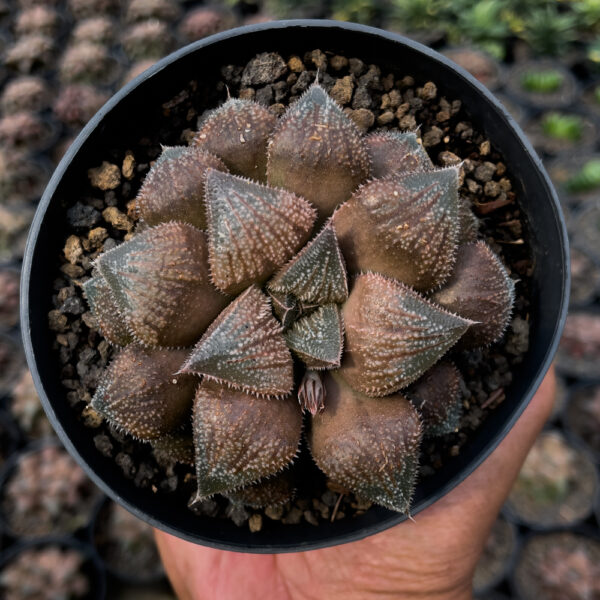 543. Haworthia Padmaraga 'Chocholate Hybrid'