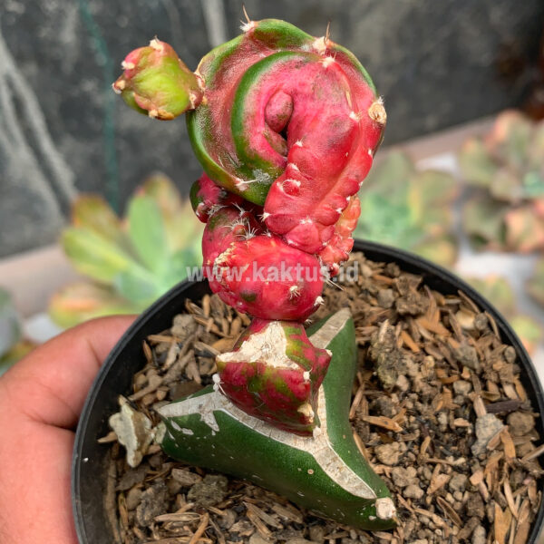 544. Hylocereus Undatus Pink Stem Variegated ( Appendix II – Special Permit Needed* )