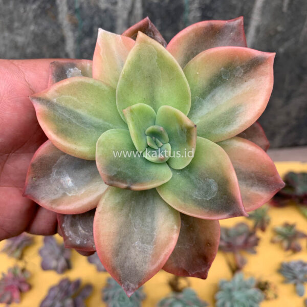 548. Graptoveria Albert Baynes Variegated