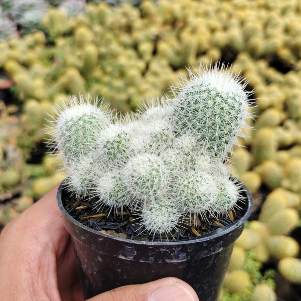 549. Mammilaria Geminispina ( Appendix II – Special Permit Needed* )