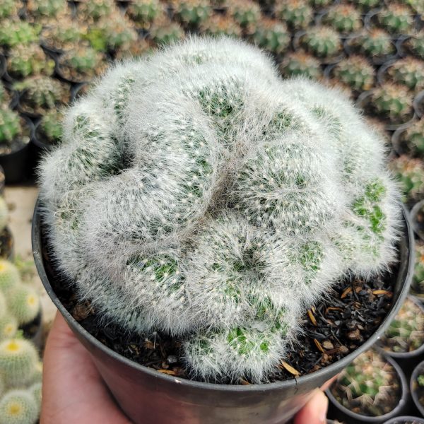 550. Mammillaria Bocasana Cristata Size 17 Cm ( Appendix II – Special Permit Needed* )