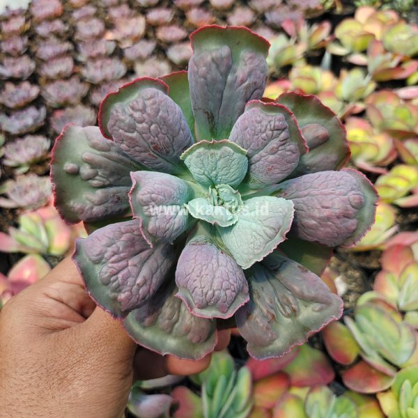 553. Echeveria Linguas