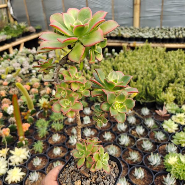 555. Aeonium Kiwi Bonsai