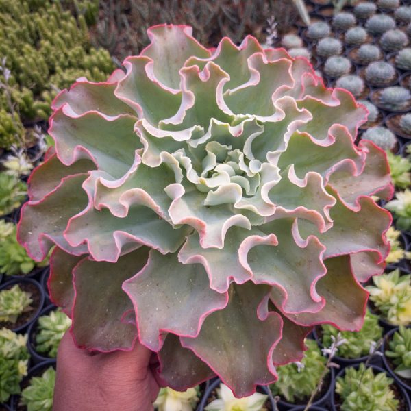 556. Echeveria Shaviana Size 25 Cm