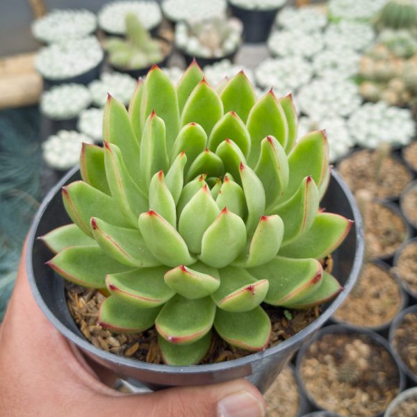 558. Echeveria Agavoides Prolifera