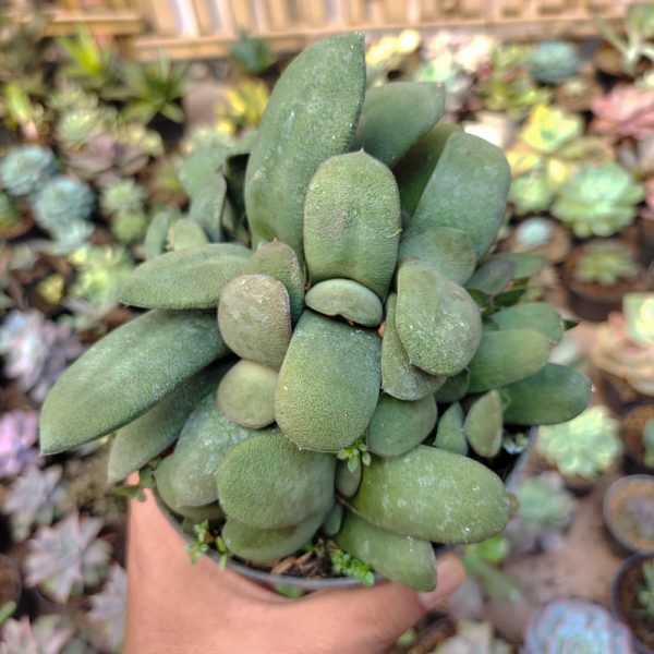 600. Gasteria Glomerata Cluster