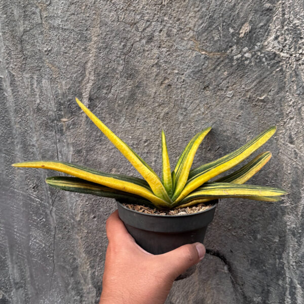 601. Gasteria Acinacifolia Golden Variegated Size 30 Cm