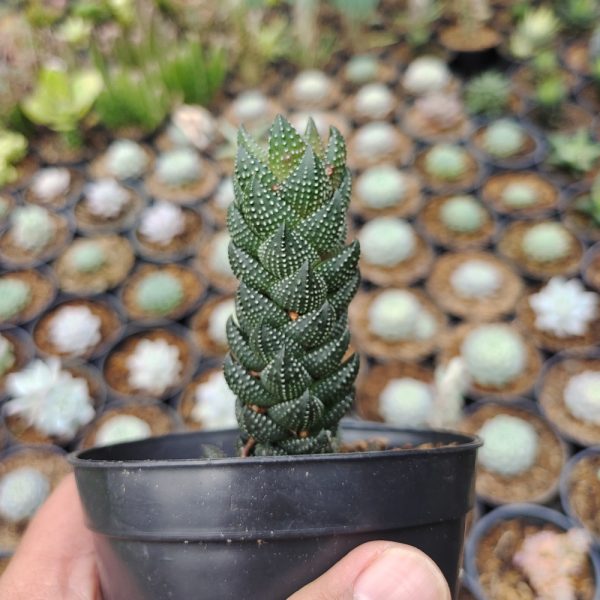 602. Haworthia Reinwardtii African Pearls