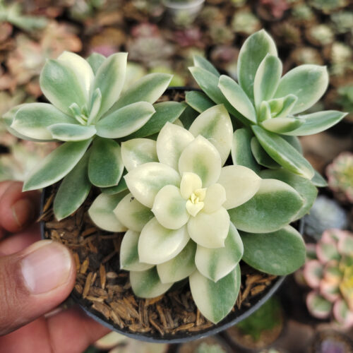 Echeveria Lemon Lime Variegated Cluster