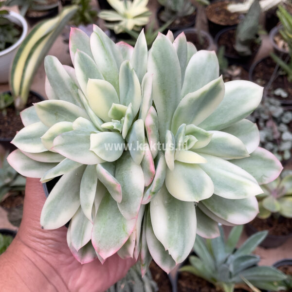 604. Echeveria Lemon Lime Variegated Cluster