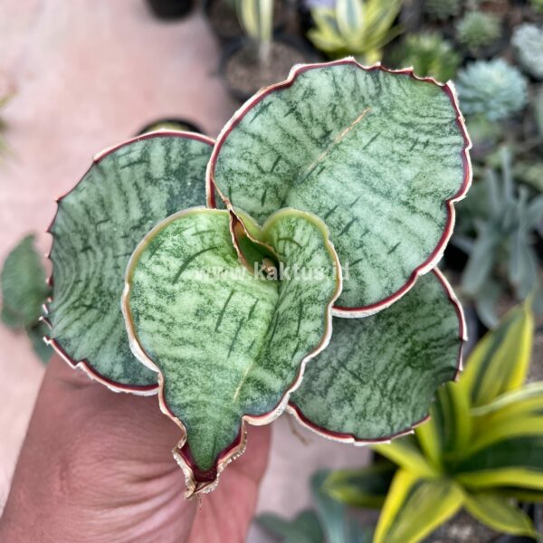 606. Sansevieria Kirkii Silver Blue