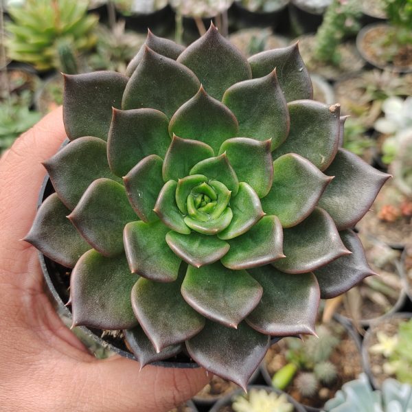 608. Echeveria Black Prince Size 12 Cm