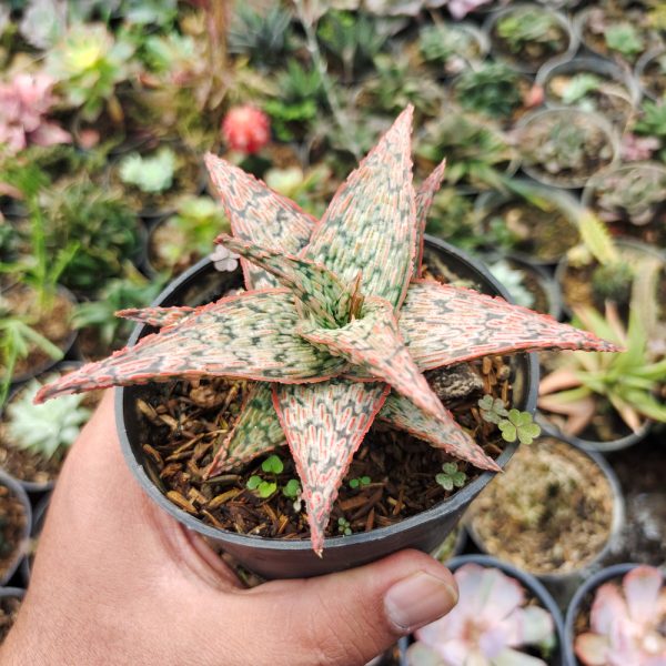 609. Aloe Pink Blush