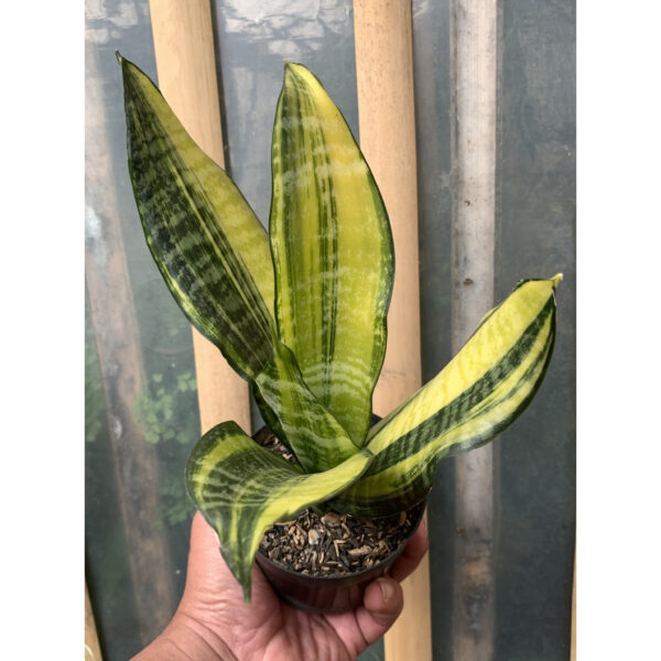 611. Sansevieria Futura America Variegated