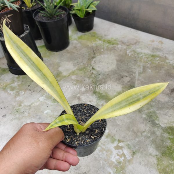 613. Sansevieria Metallica Huftman