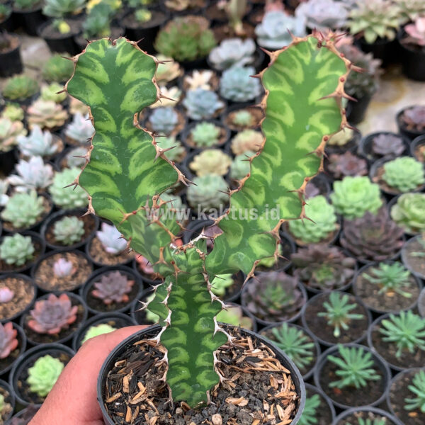 921. Euphorbia Ammak ( Appendix II – Special Permit Needed* )