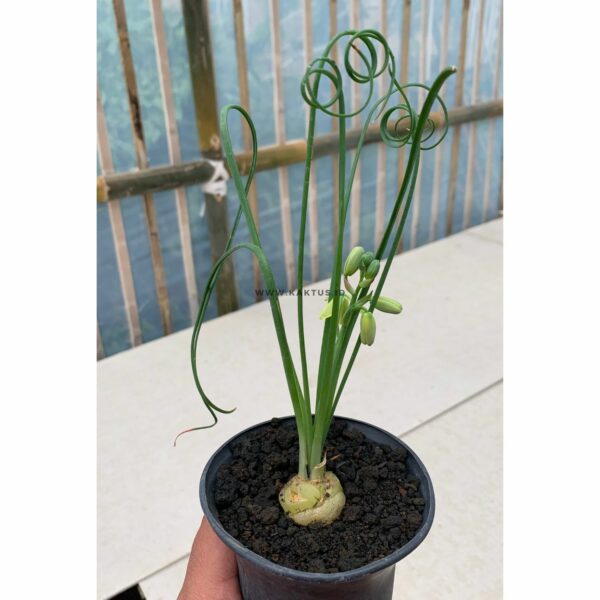 247. Albuca Spiralis