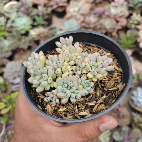 084. Graptopetalum Pachyphyllum