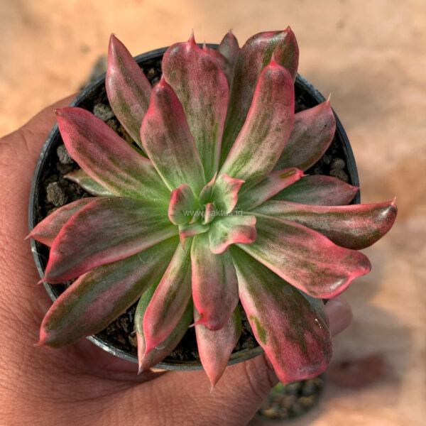 172. Echeveria Red Prince Mutation