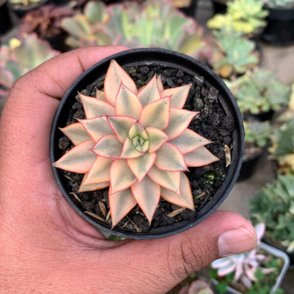 317. Echeveria Monocerotis Aurea Variegated