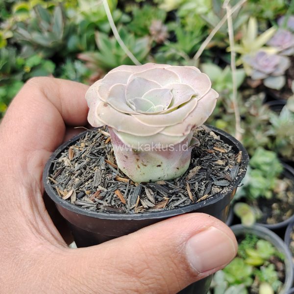 618. Greenovia Dodrentalis / Aeonium Dodrantale